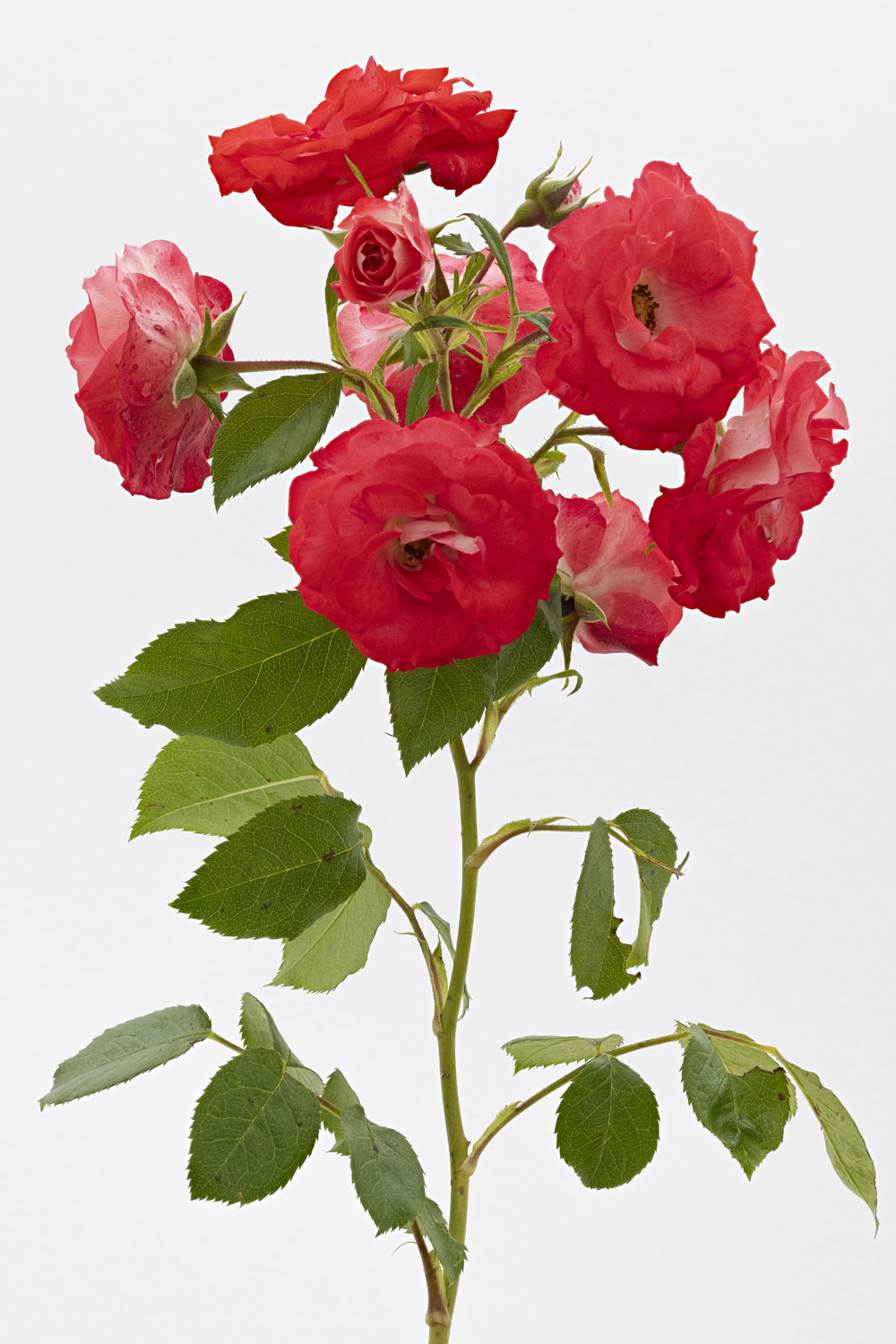 Jardin de Bagatelle #pierrejosephredout&eacute;